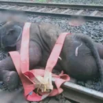 ट्रेन की चपेट में आने से तीन हाथियों की मौत, झारखंड में रेल सेवा हुई प्रभावित
