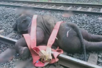 ट्रेन की चपेट में आने से तीन हाथियों की मौत, झारखंड में रेल सेवा हुई प्रभावित