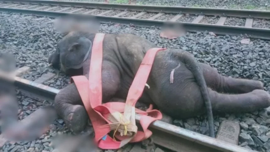 ट्रेन की चपेट में आने से तीन हाथियों की मौत, झारखंड में रेल सेवा हुई प्रभावित 1 ट्रेन की चपेट में आने से तीन हाथियों की मौत, झारखंड में रेल सेवा हुई प्रभावित