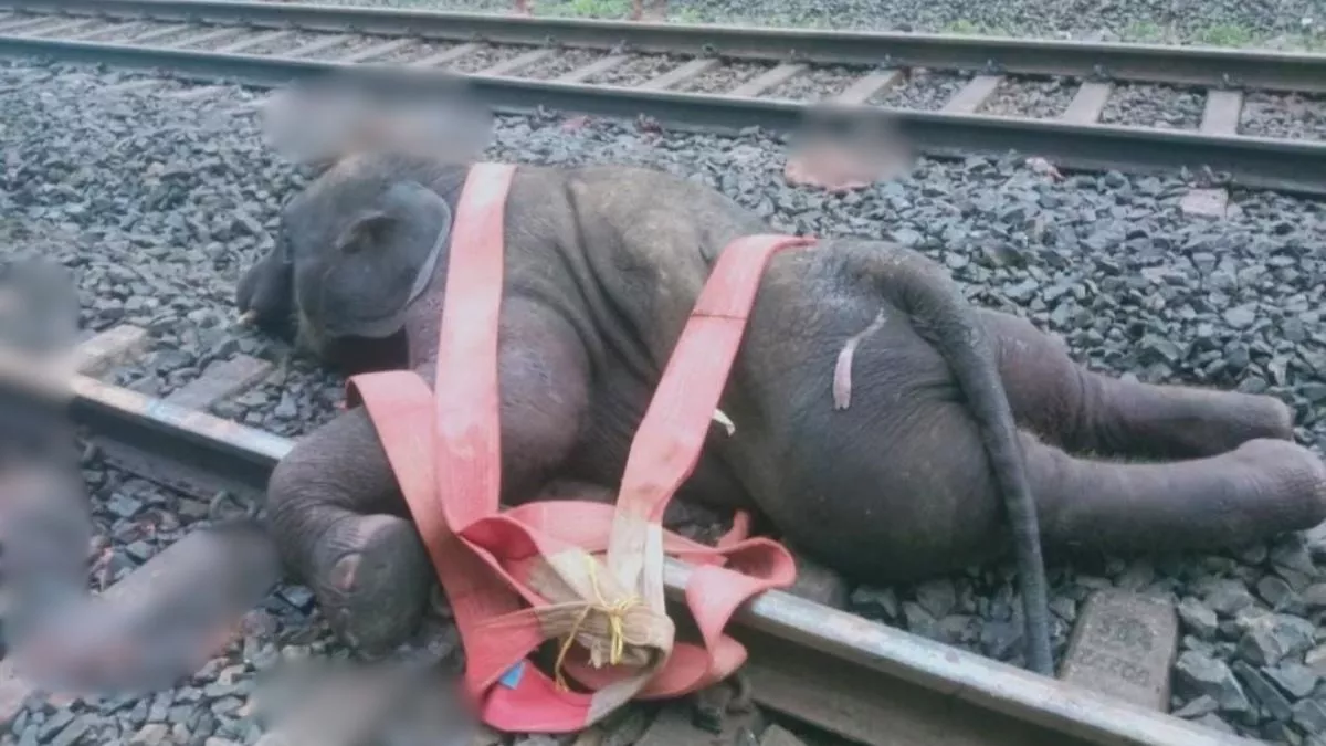ट्रेन की चपेट में आने से तीन हाथियों की मौत, झारखंड में रेल सेवा हुई प्रभावित