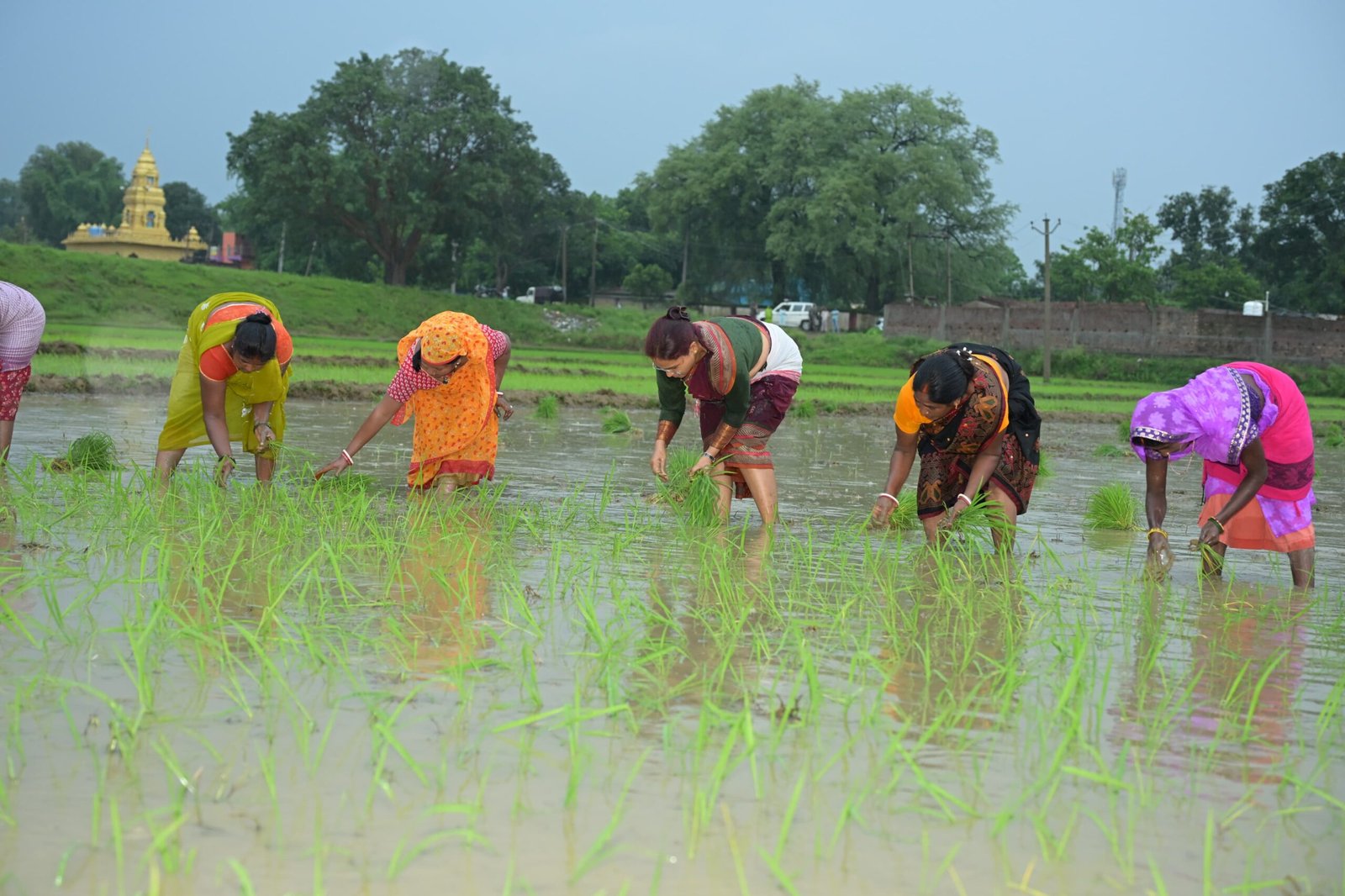 कृषि मंत्री झमाझम बारिश के बीच पहुंची खेत में, महिलाओं के साथ की धान रोपनी 4 2 15 scaled