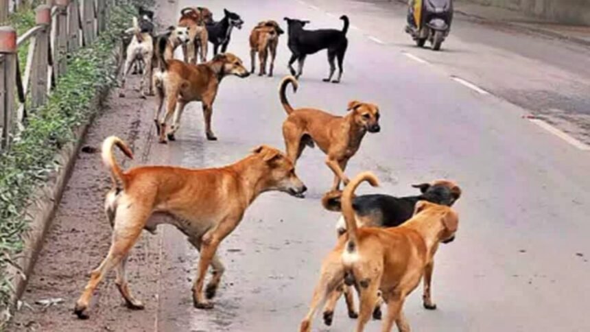 9 कुत्तों ने एक साथ किया महिला पर हमला, नोंच-नोंच कर किया लहूलूहान