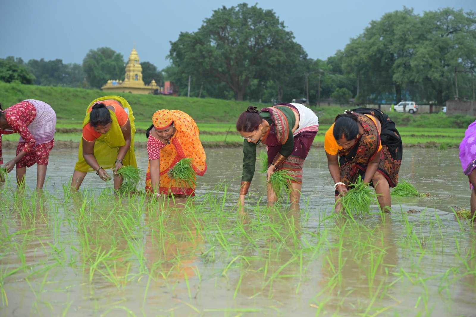कृषि मंत्री झमाझम बारिश के बीच पहुंची खेत में, महिलाओं के साथ की धान रोपनी 6 4 8 scaled