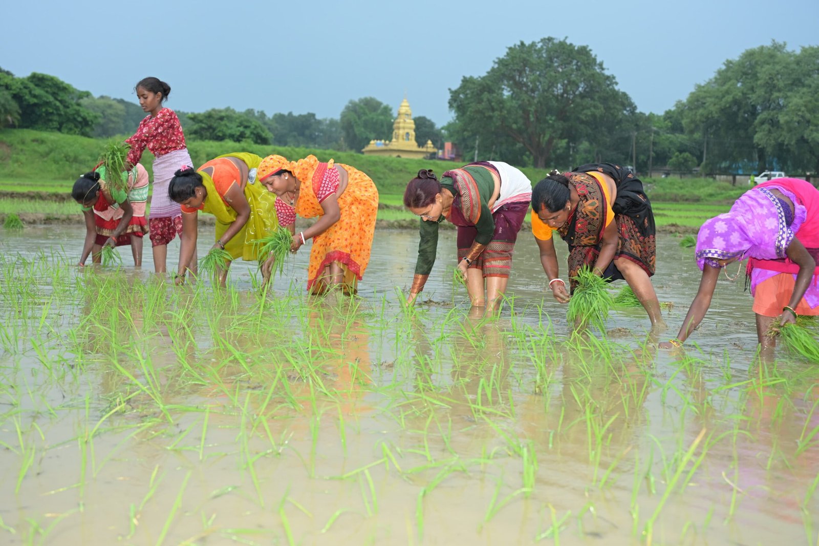 कृषि मंत्री झमाझम बारिश के बीच पहुंची खेत में, महिलाओं के साथ की धान रोपनी 7 5 8 scaled