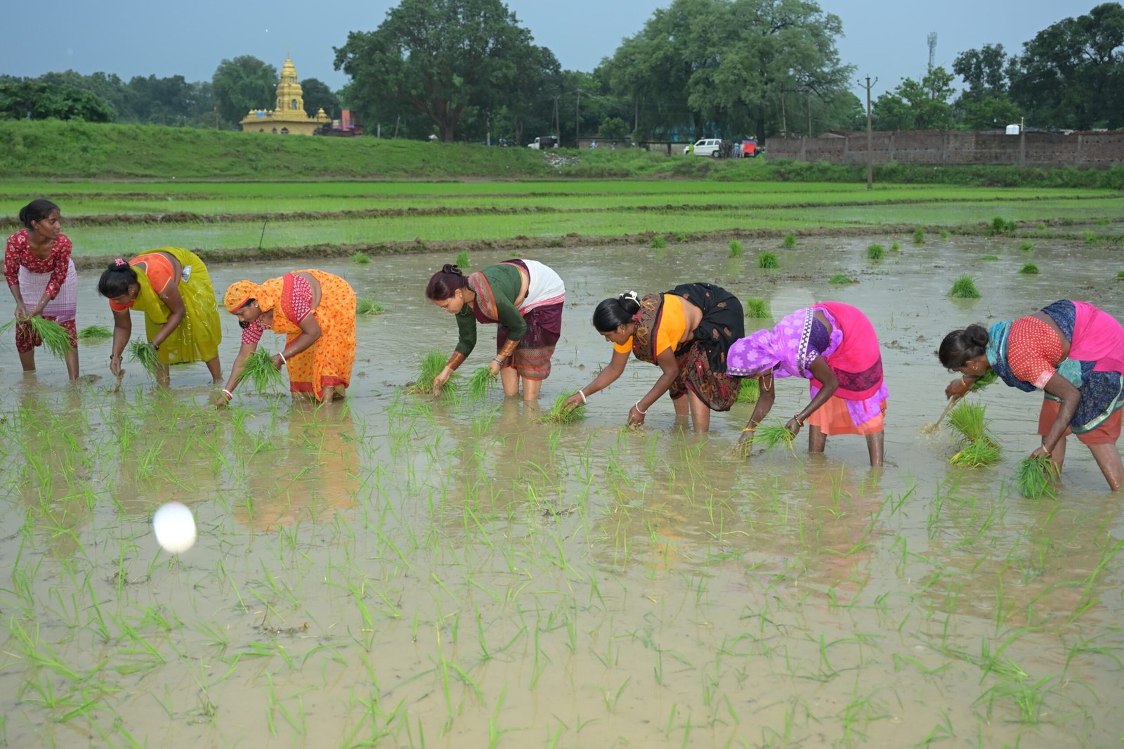कृषि मंत्री झमाझम बारिश के बीच पहुंची खेत में, महिलाओं के साथ की धान रोपनी 8 6 9 scaled