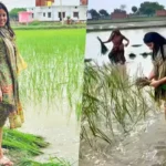 रिंकू सिंह की मंगेतर सांसद प्रिया सरोज ने की धान की रोपनी, दोस्तों के साथ खेत में उतरी, देखिये VIDEO