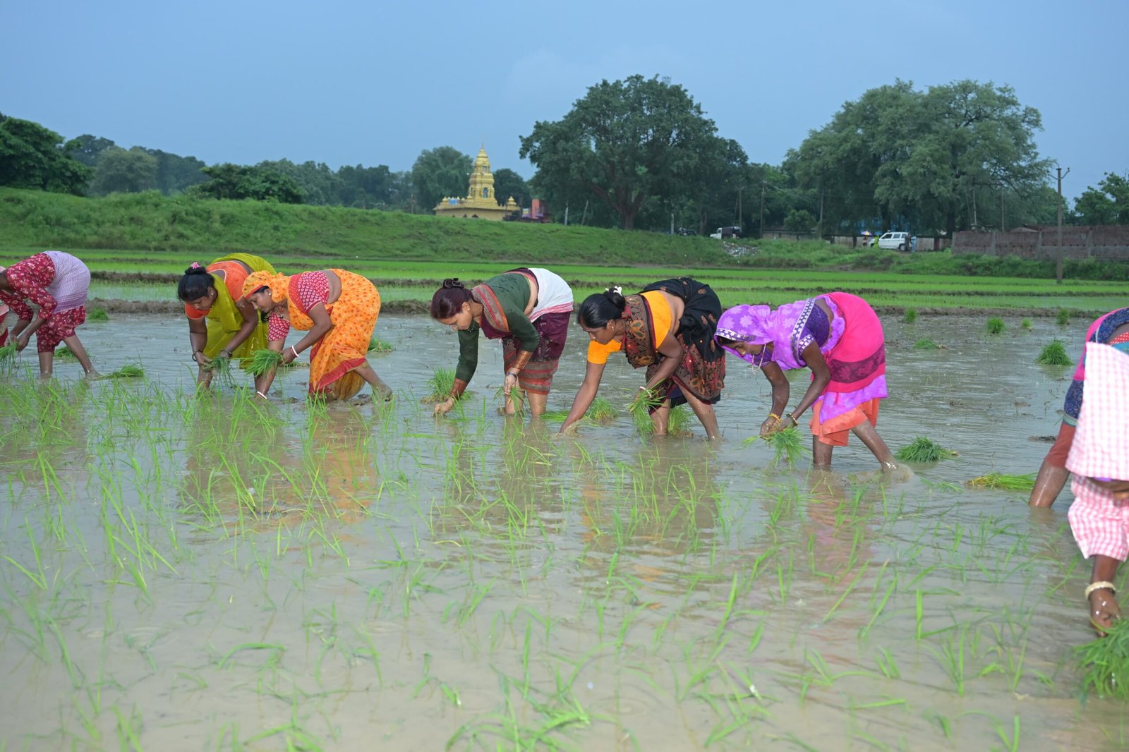 कृषि मंत्री झमाझम बारिश के बीच पहुंची खेत में, महिलाओं के साथ की धान रोपनी 9 7 6 scaled