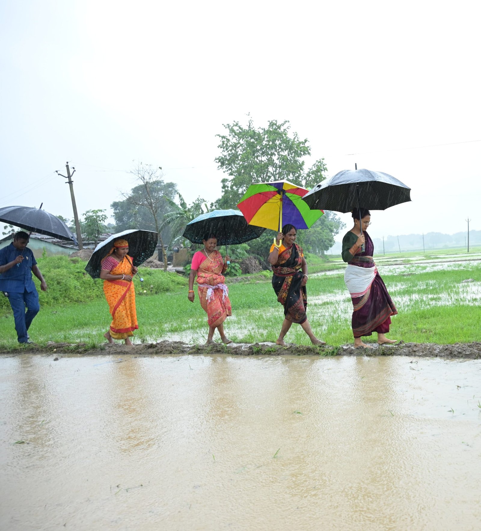 कृषि मंत्री झमाझम बारिश के बीच पहुंची खेत में, महिलाओं के साथ की धान रोपनी 10 8 5 scaled
