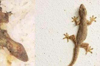 चावल के साथ उबल गई छिपकली, बिहार के भोजपुर में मिड डे मिल खाने से 48 बच्चे बीमार