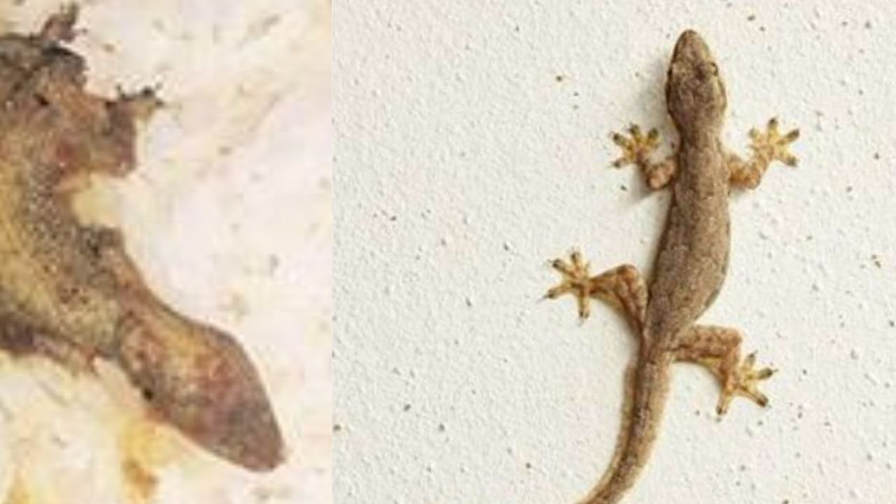 चावल के साथ उबल गई छिपकली, बिहार के भोजपुर में मिड डे मिल खाने से 48 बच्चे बीमार