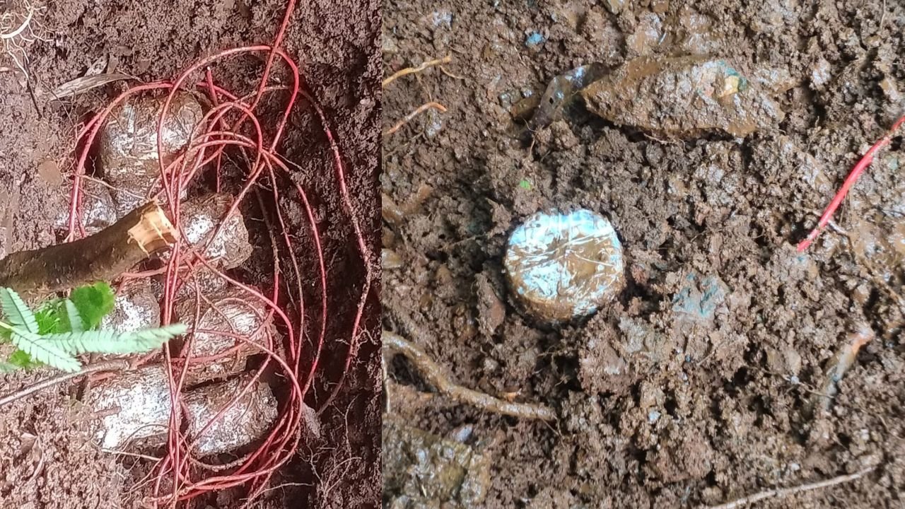 चाईबासा में सुरक्षाबलों को मिली कामयाबी, 16 IED को किया बरामद