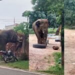 झुंड से बिछड़ गया हाथी, जमकर मचाया उत्पात, गजराज का गुस्सा देख लोग हुए हैरान, देखिये VIDEO