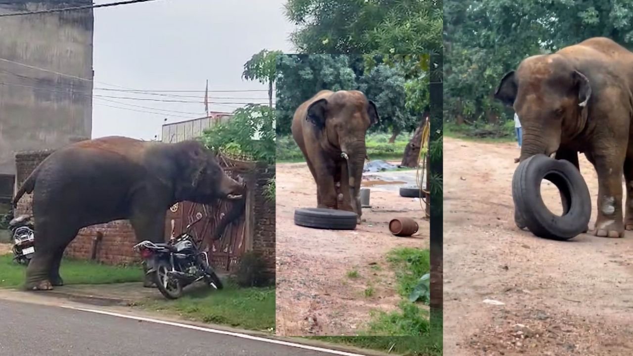 झुंड से बिछड़ गया हाथी, जमकर मचाया उत्पात, गजराज का गुस्सा देख लोग हुए हैरान, देखिये VIDEO