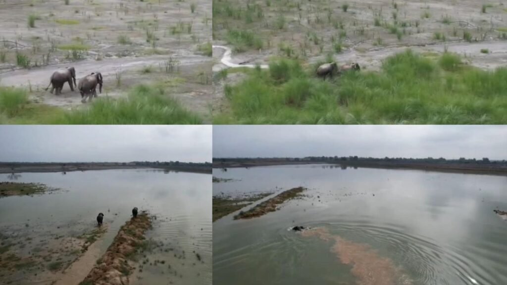 elephants-trapped-in-the-ash-pond
