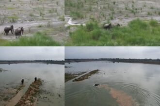 elephants-trapped-in-the-ash-pond