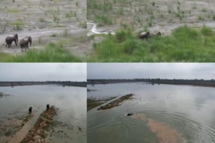 elephants-trapped-in-the-ash-pond