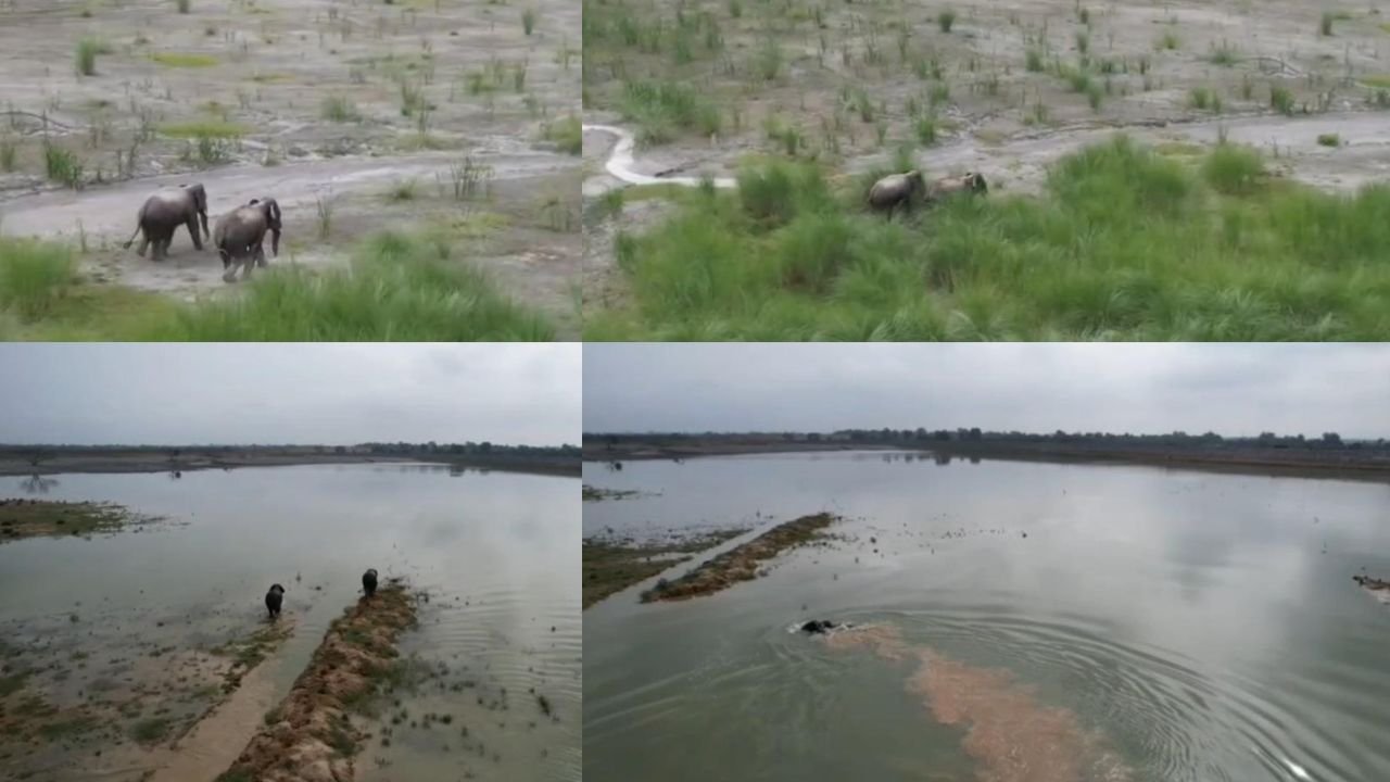 elephants-trapped-in-the-ash-pond