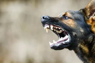 बिहार के सासाराम में पागल कुत्ते की वजह से भगदड़ जैसे हालात, डेढ़ घंटे के अंदर 50 लोगों को काटा