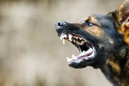 बिहार के सासाराम में पागल कुत्ते की वजह से भगदड़ जैसे हालात, डेढ़ घंटे के अंदर 50 लोगों को काटा