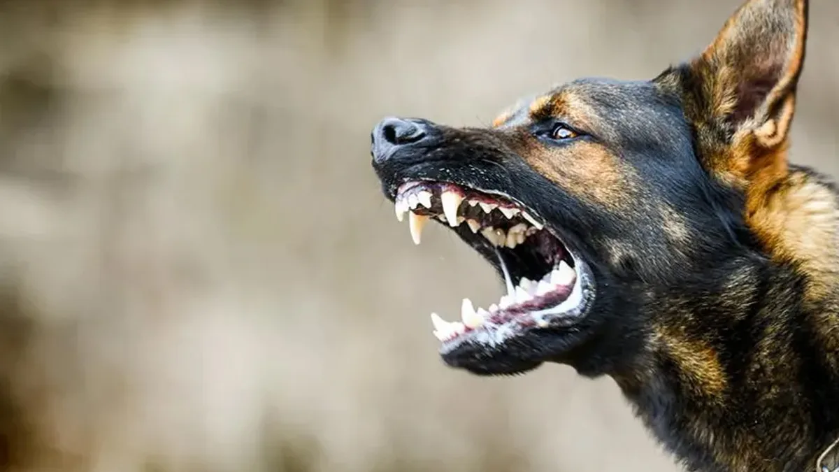 बिहार के सासाराम में पागल कुत्ते की वजह से भगदड़ जैसे हालात, डेढ़ घंटे के अंदर 50 लोगों को काटा