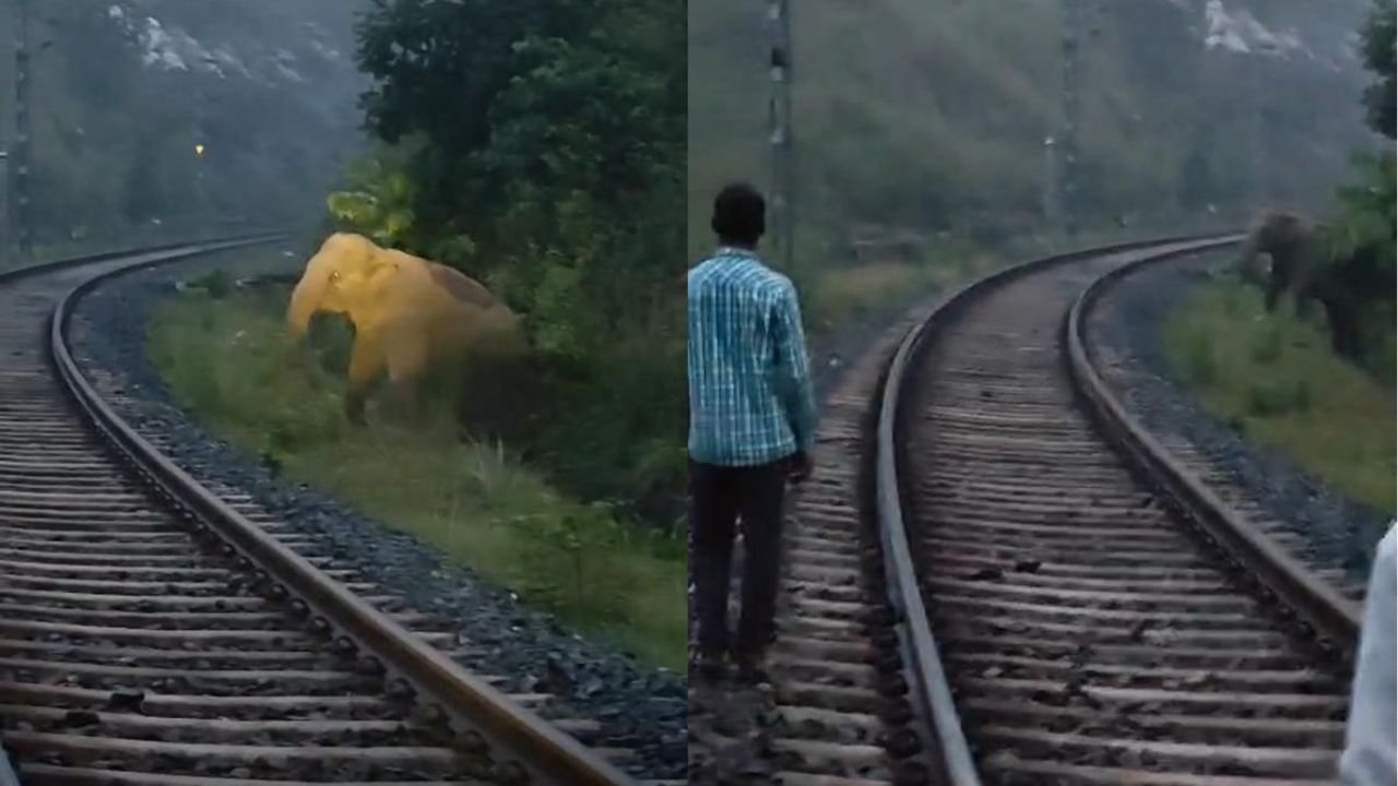 झारखंड में नवजात हाथी के जन्म के लिए दो घंटे तक रूकी रही ट्रेन, देखिये VIDEO कैसे ग्रामीणों ने की मदद