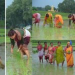 कृषि मंत्री झमाझम बारिश के बीच पहुंची खेत में, महिलाओं के साथ की धान रोपनी