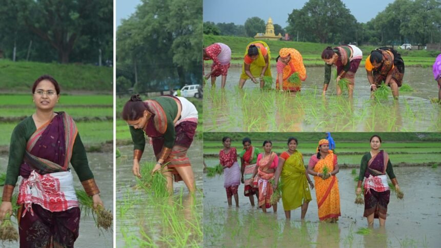 कृषि मंत्री झमाझम बारिश के बीच पहुंची खेत में, महिलाओं के साथ की धान रोपनी 1 कृषि मंत्री झमाझम बारिश के बीच पहुंची खेत में, महिलाओं के साथ की धान रोपनी