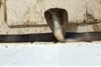 गर्ल्स हॉस्टल में सांपों का बसेरा, बाथरूम में रेंगते दिखे कोबरा, छात्राओं में दहशत