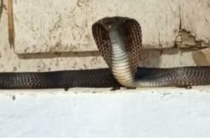 गर्ल्स हॉस्टल में सांपों का बसेरा, बाथरूम में रेंगते दिखे कोबरा, छात्राओं में दहशत