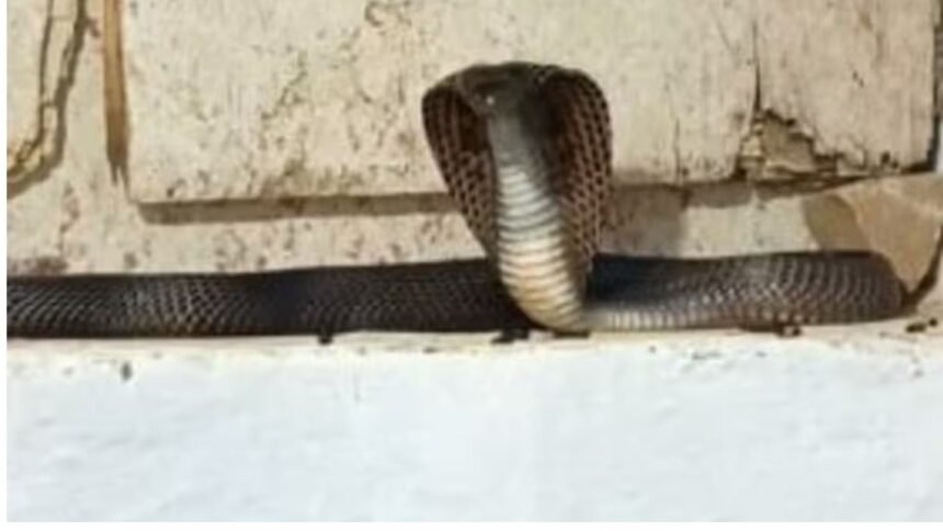 गर्ल्स हॉस्टल में सांपों का बसेरा, बाथरूम में रेंगते दिखे कोबरा, छात्राओं में दहशत