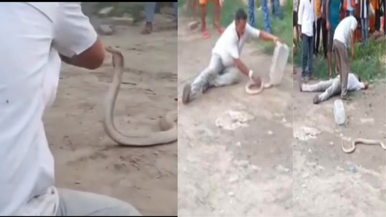 बिहार के वैशाली में स्नेकमैन को कोबरा ने डंसा, रेस्क्यू के दौरान हो गई मौत, VIDEO कर देगा हैरान