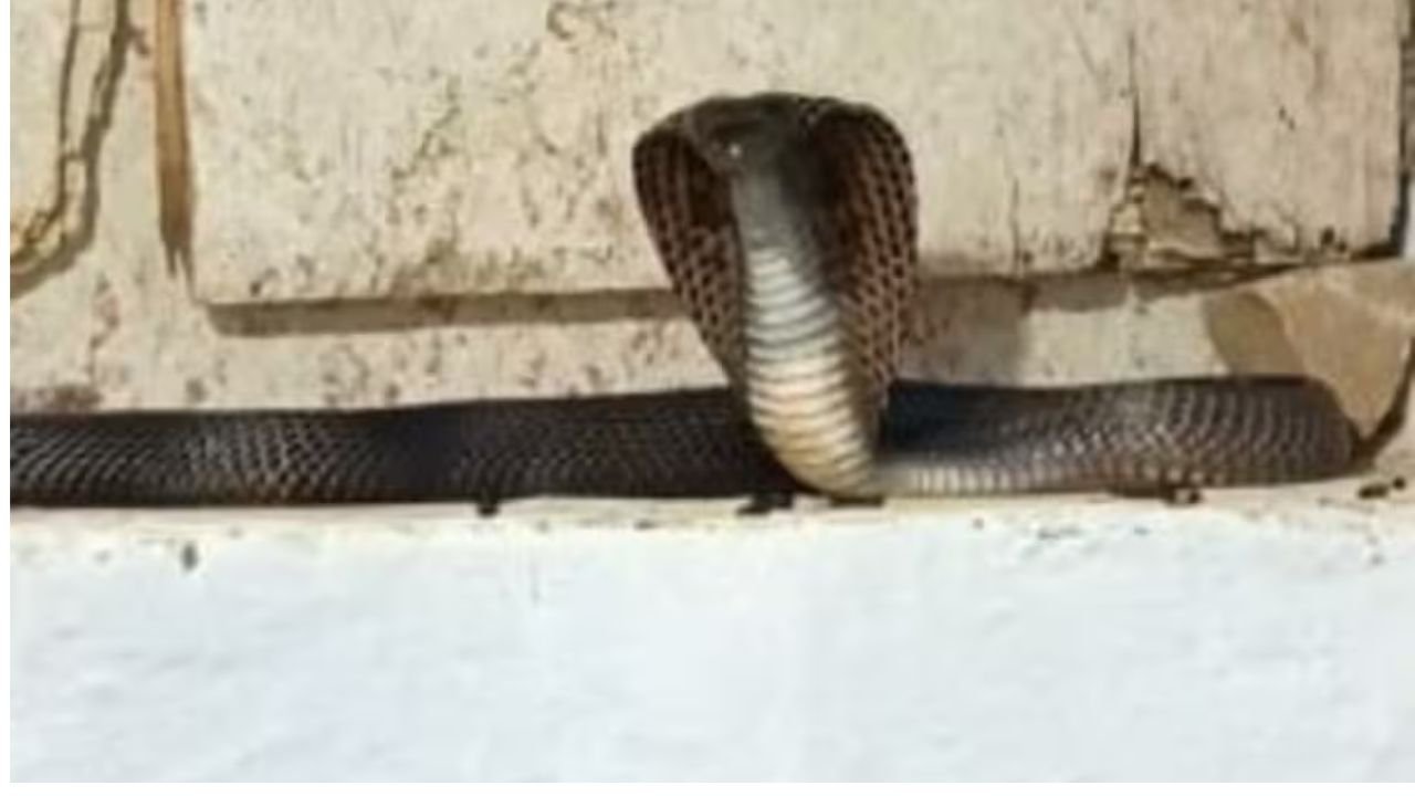 गर्ल्स हॉस्टल में सांपों का बसेरा, बाथरूम में रेंगते दिखे कोबरा, छात्राओं में दहशत