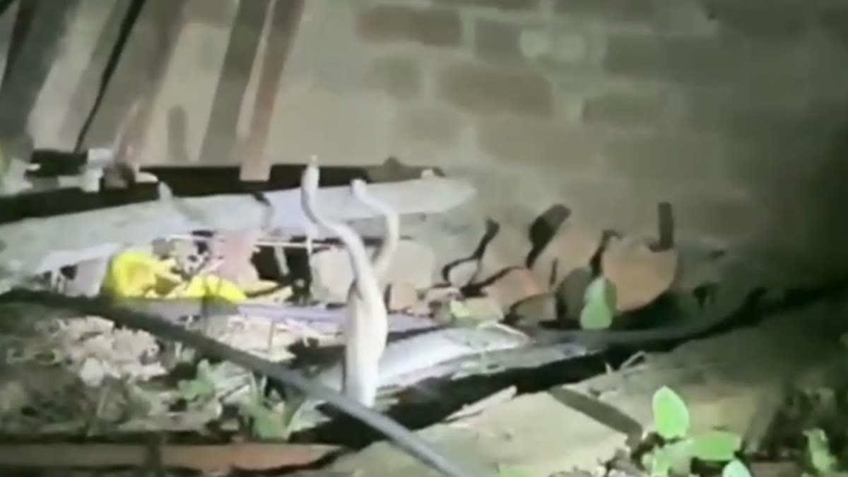 घर के अंदर आपस में लिपटे मिले दो सांप, कोबरा को देख ग्रामीणों में दहशत