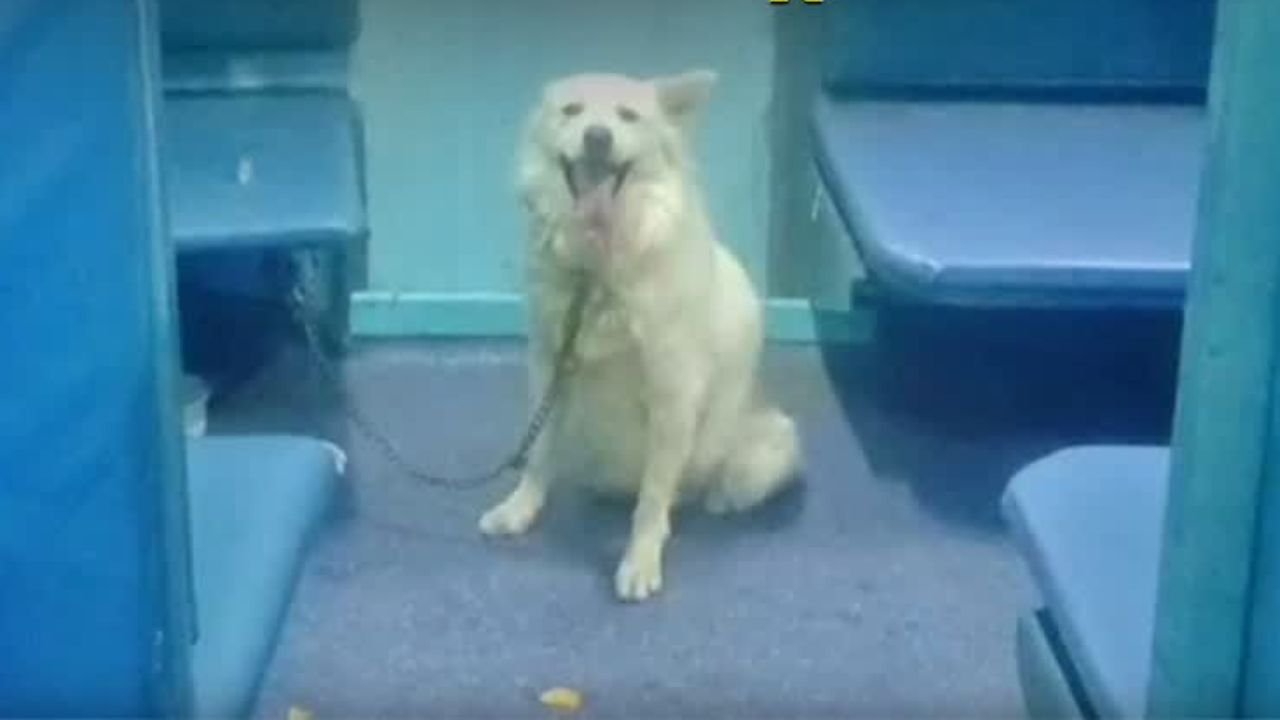 ट्रेन में कुत्ते के हमले से मचा हड़कंप, यात्री डर कर बोगी से बाहर भागे, आधे घंटे से ज्यादा स्टेशन पर खड़ी रही सवारी गाड़ी