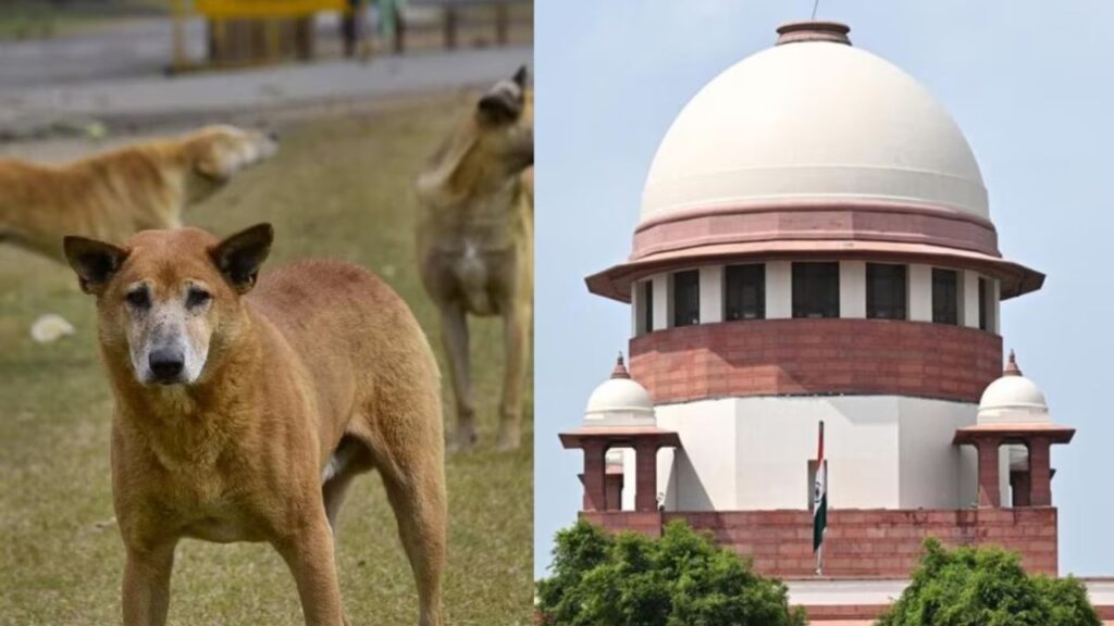 नसबंदी के बाद छोड़े जाएं कुत्ते, पूरे देश के लिए तय किये जाएंगे नियम, सुप्रीम कोर्ट का फैसला