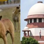 नसबंदी के बाद छोड़े जाएं कुत्ते, पूरे देश के लिए तय किये जाएंगे नियम, सुप्रीम कोर्ट का फैसला
