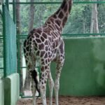 ranchi zoo giraffe