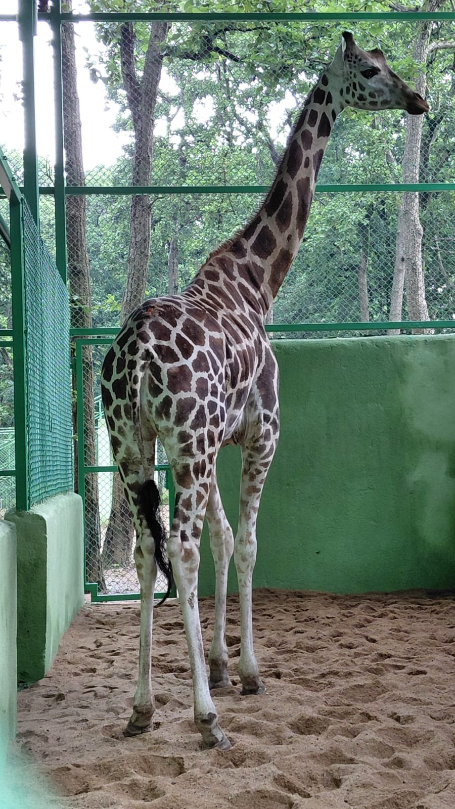 ranchi zoo giraffe