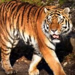 महिला को जिंदा खा गया बाघ, परिवार के मिला कपड़ा और पैर का टुकड़ा