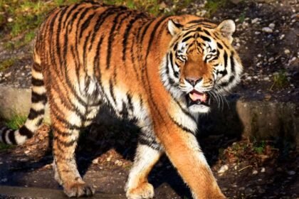 महिला को जिंदा खा गया बाघ, परिवार के मिला कपड़ा और पैर का टुकड़ा