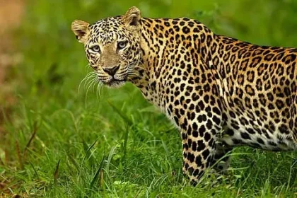 Leopard