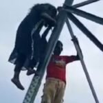 बॉयफ्रेंड से लव मैरेज के लिए हाईटेंशन टावर पर चढ़ी लड़की, बिहार में हुआ हाईवोल्टेज ड्रामा