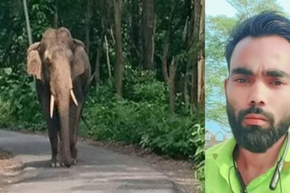 जंगली हाथियों ने युवक को कुचलकर मार डाला, लोहरदगा के चाल्हो में हुई घटना से लोगों में दहशत