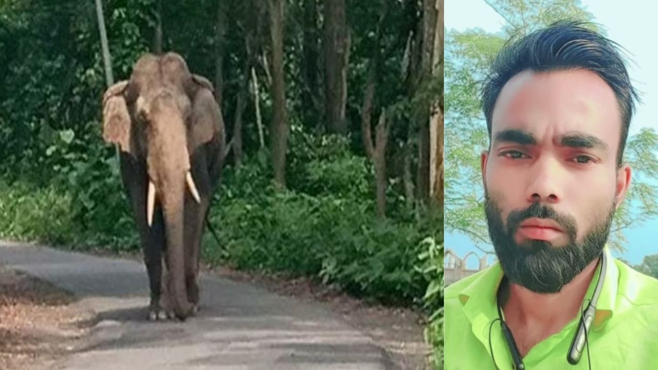 जंगली हाथियों ने युवक को कुचलकर मार डाला, लोहरदगा के चाल्हो में हुई घटना से लोगों में दहशत