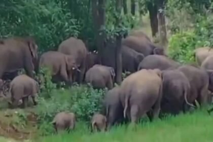 बोकारो में 42 हाथियों का झुंड ग्रामीण इलाकों में घुसा, फसलों को पहुंचा रहा हैं नुकसान, दहशत में ग्रामीण