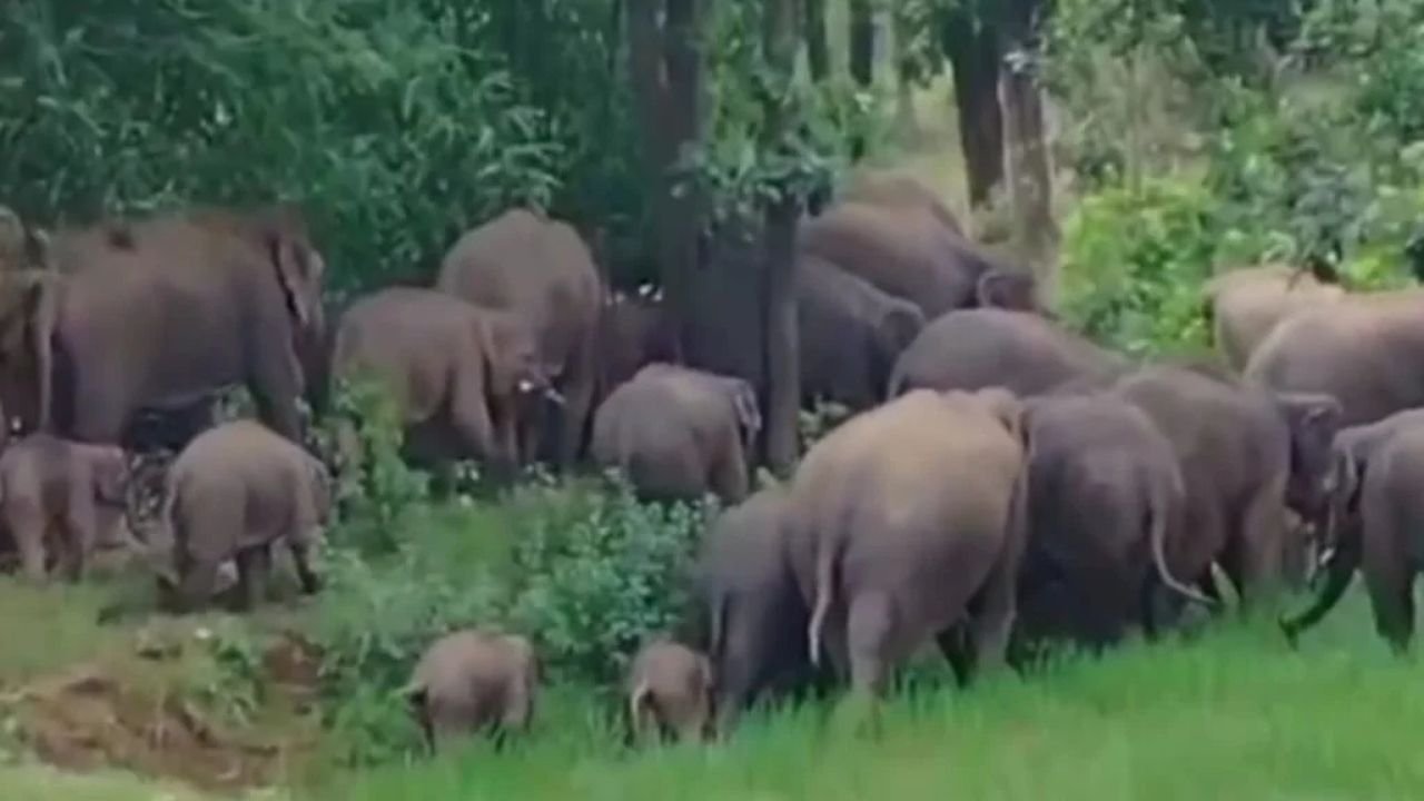 बोकारो में 42 हाथियों का झुंड ग्रामीण इलाकों में घुसा, फसलों को पहुंचा रहा हैं नुकसान, दहशत में ग्रामीण