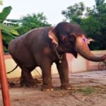 पलामू से गायब हुई एक करोड़ की हथिनी बिहार के छपरा से बरामद, तीन साझीदारों ने जयामति को 27 लाख में बेच दिया था