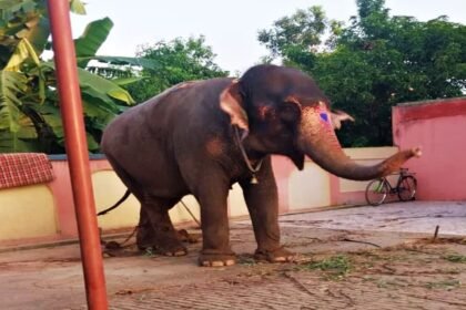 पलामू से गायब हुई एक करोड़ की हथिनी बिहार के छपरा से बरामद, तीन साझीदारों ने जयामति को 27 लाख में बेच दिया था