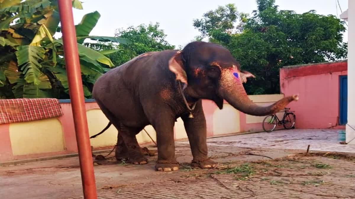 पलामू से गायब हुई एक करोड़ की हथिनी बिहार के छपरा से बरामद, तीन साझीदारों ने जयामति को 27 लाख में बेच दिया था