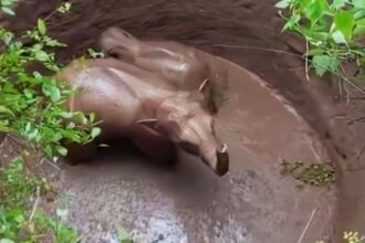 रामगढ़ में दो हाथी कुएं में गिरा, वन विभाग ने शुरू किया रेस्क्यू ऑपरेशन